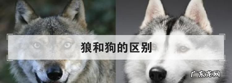 狼和狗的区别,狼和狗的区别