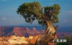 百年树人的上一句,十年树木百年树人什么意思