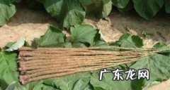 牛蒡的做法 牛蒡做法小技巧,牛蒡如何做