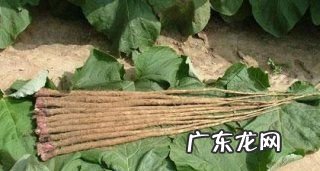 牛蒡的做法 牛蒡做法小技巧,牛蒡如何做