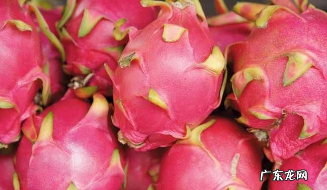 火龙果常温还是冷藏,火龙果放冰箱还是常温保存时间长