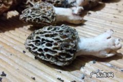 如何判断羊肚菌已发霉,羊肚菌营养袋最佳配方