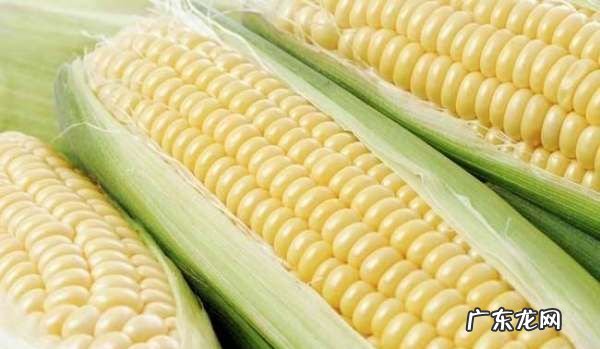 玉米是助消化还是难消化的,玉米助消化还是不易消化