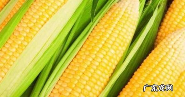玉米是助消化还是难消化的,玉米助消化还是不易消化