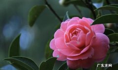 茶花每天几点开花时间,山茶花在一天中几点开放