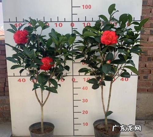 茶花每天几点开花时间,山茶花在一天中几点开放