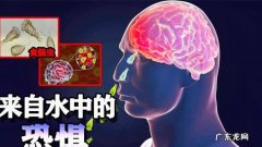 自来水中会有食脑虫,食脑虫水里都有什么虫子