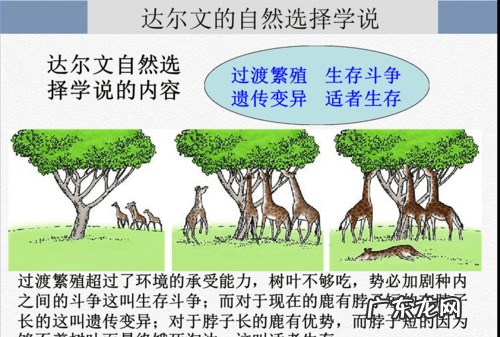 人工选择和自然选择的区别,什么是自然选择什么是人工选择它们之间有什么区别和联系