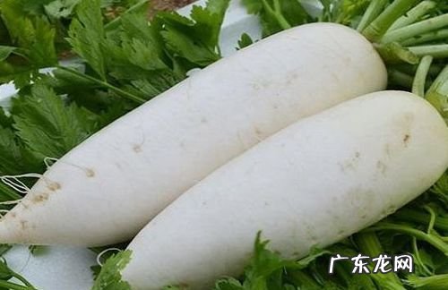 头伏萝卜二伏菜是什么意思,头伏萝卜二伏菜下一句是什么谚语