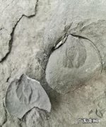 化石一般保存在什么中,为什么化石只存在于沉积岩中