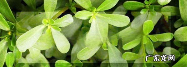 树马齿苋花怎么养,树马齿苋花怎么养又叫什么