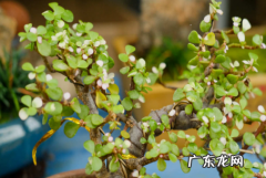 树马齿苋花怎么养,树马齿苋花怎么养又叫什么