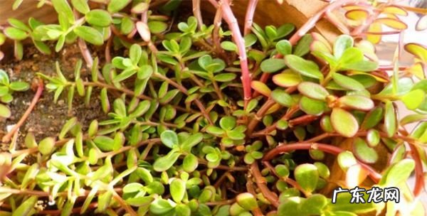 树马齿苋花怎么养,树马齿苋花怎么养又叫什么