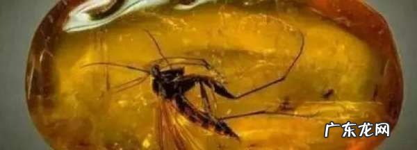 珍珠和琥珀是晶体,珍珠是晶体还是非晶体