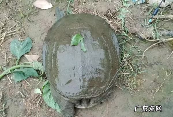 冬瓜宜搭配食物,冬瓜适合跟什么食材搭配煮汤