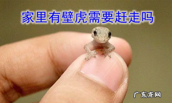 家里出现壁虎怎么办,家里有壁虎怎么处理有效
