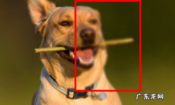 photoshop高斯模糊在哪里,PS软件的高斯模糊滤镜怎么使用PS高斯模糊滤镜的使用教程