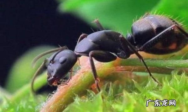 蚂蚁的特别之处在哪里,蚂蚁有什么特点和特征