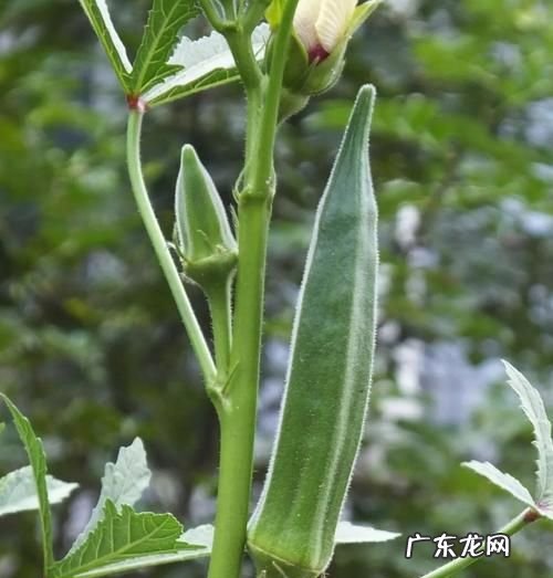洋茄和秋葵的区别,黄秋葵是寒性的
