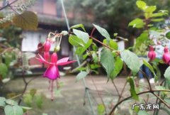倒挂金钟夏天怎么养,倒挂金钟夏季怎么养护