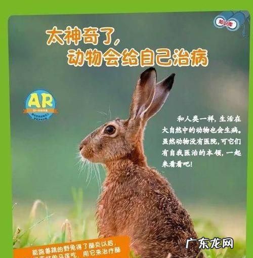 小动物自己治病的方法,动物怎么自己治病的