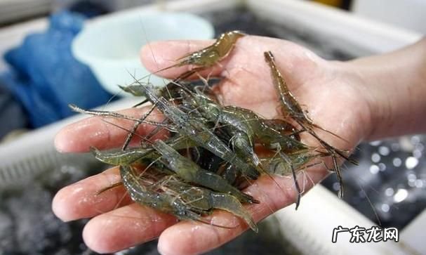 虾子死了多久就不能吃了,死虾放多久就不能吃了