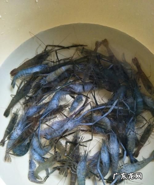 虾子死了多久就不能吃了,死虾放多久就不能吃了