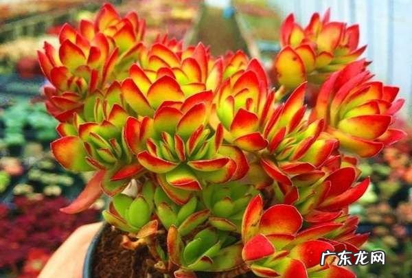 小天狗的养殖方法,阴阳师哪些式神值得培养