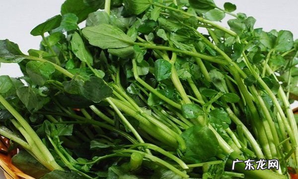 涮菜都有什么菜,自己在家做火锅怎么做好吃