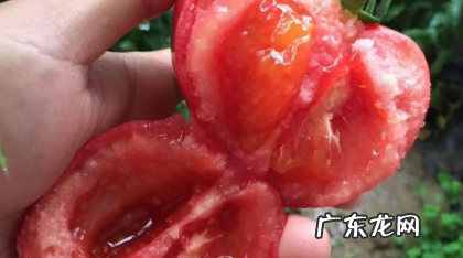 普罗旺斯番茄特点,普罗旺斯西红柿是哪个国家的品种