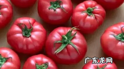普罗旺斯番茄特点,普罗旺斯西红柿是哪个国家的品种