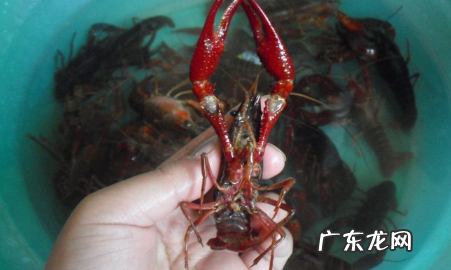 小龙虾冷水煮还是热水煮,小龙虾焯水用冷水还是热水