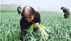 怎么提蒜苔不断,如何拔除蒜苔蒜苔怎么拔