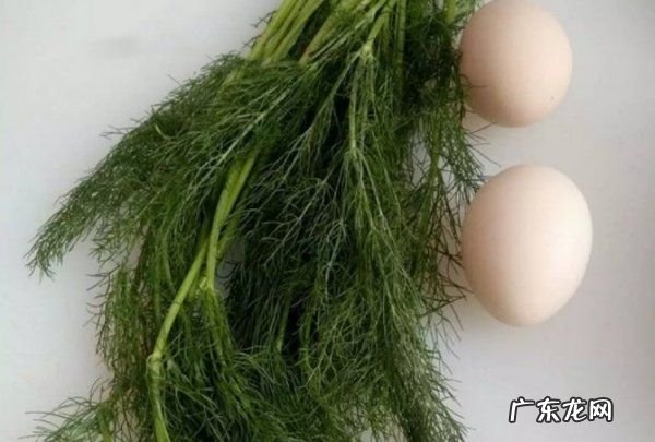 香料茴香怎么吃,干茴香的功效与作用是什么