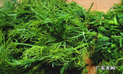 香料茴香怎么吃,干茴香的功效与作用是什么