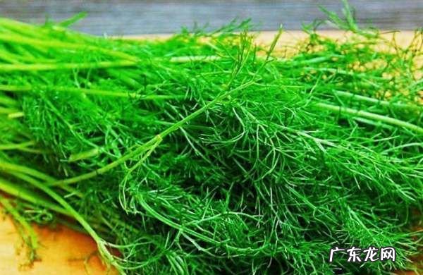 香料茴香怎么吃,干茴香的功效与作用是什么