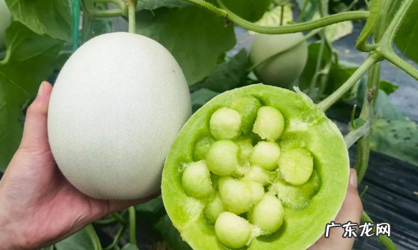 玉菇怎么挑选比较甜的,玉菇甜瓜几月份最好吃