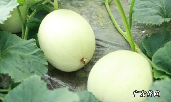 玉菇怎么挑选比较甜的,玉菇甜瓜几月份最好吃