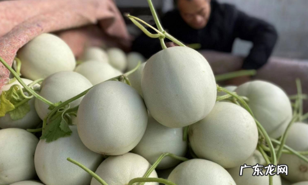 玉菇怎么挑选比较甜的,玉菇甜瓜几月份最好吃