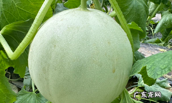 玉菇怎么挑选比较甜的,玉菇甜瓜几月份最好吃
