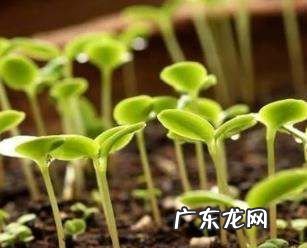 豆渣晒干可以当花土,如何制作养花土