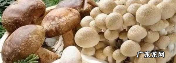 哪些菌菇类需要焯水,黑皮鸡枞菌要焯水多久