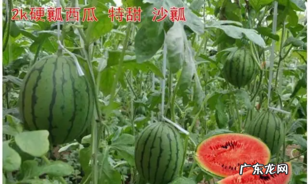 2k西瓜为什么那么甜,西瓜为什么这么甜