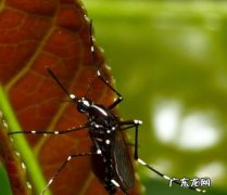 百微镜头适合拍什么,为啥影棚拍产品都喜欢用佳能百微镜头