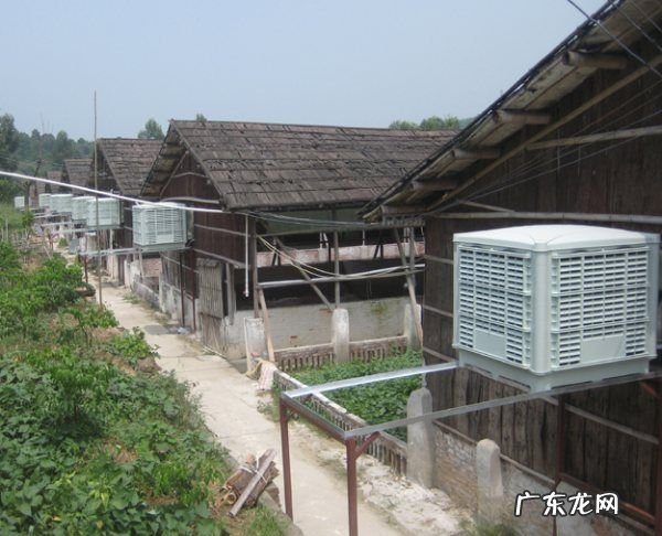鸡热了怎么降温,天热身上长红疙瘩很痒怎么回事