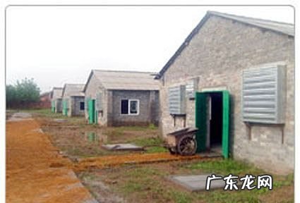 鸡热了怎么降温,天热身上长红疙瘩很痒怎么回事