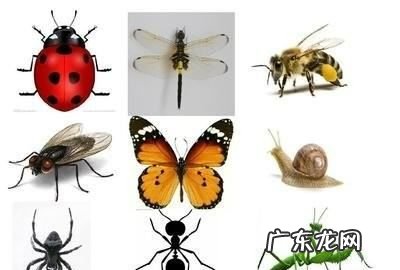 蛀虫的蛀跟什么有关,哪些原因会引起家具被虫蛀