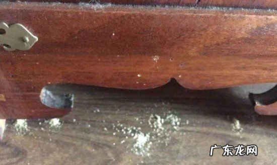 蛀虫的蛀跟什么有关,哪些原因会引起家具被虫蛀