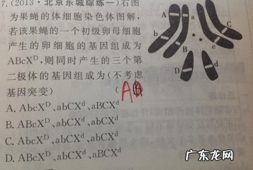 四分体出现在什么时期,四分体出现在什么时期偶线期