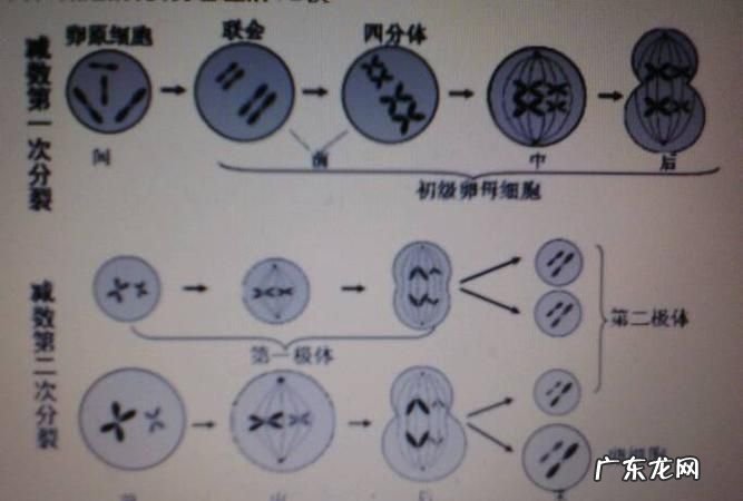 四分体出现在什么时期,四分体出现在什么时期偶线期
